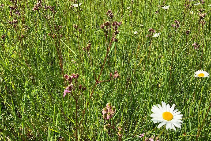 Wildblumenwiese nachher