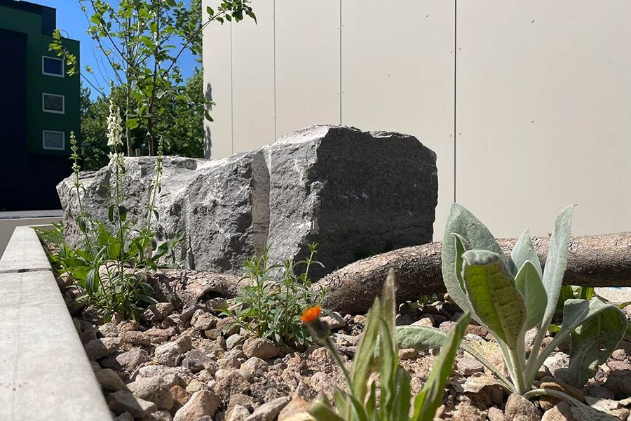 Wildpflanzen an Muschelkalk